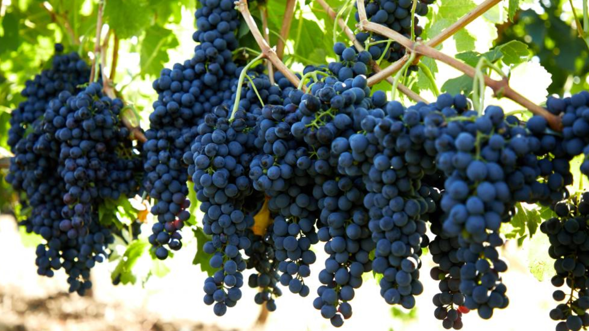 about brand background image